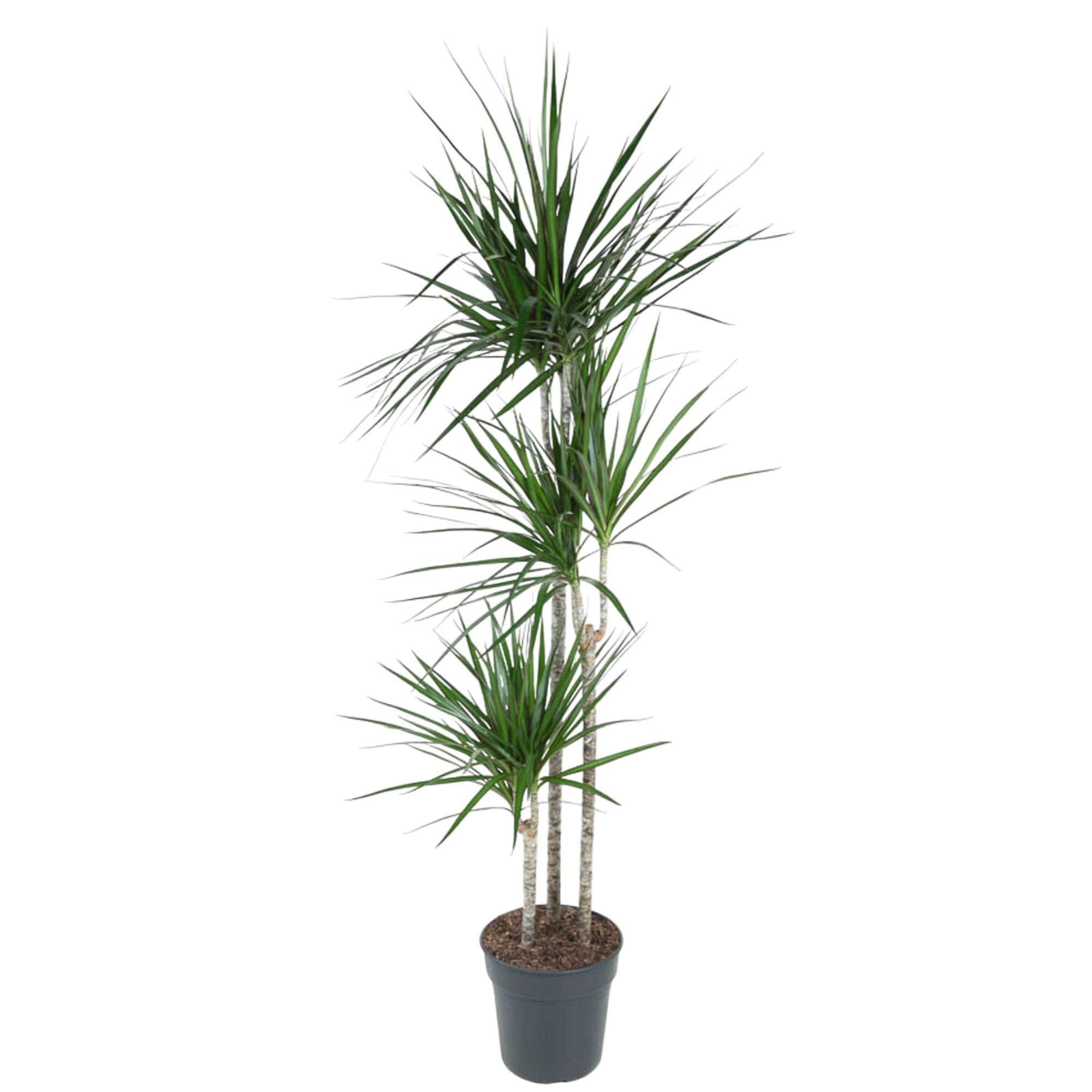 Drachenbaum (Dracaena marginata) 160 cm hoch, Topf ø24 cm