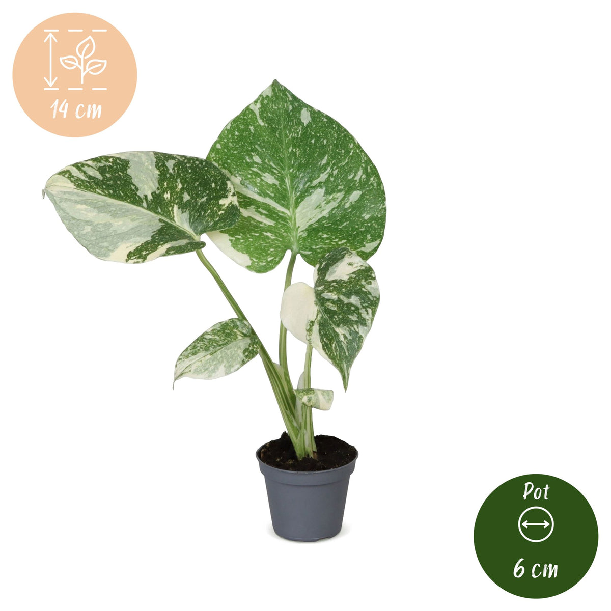 Gatenplant (Monstera deliciosa 'Thai Constellation')