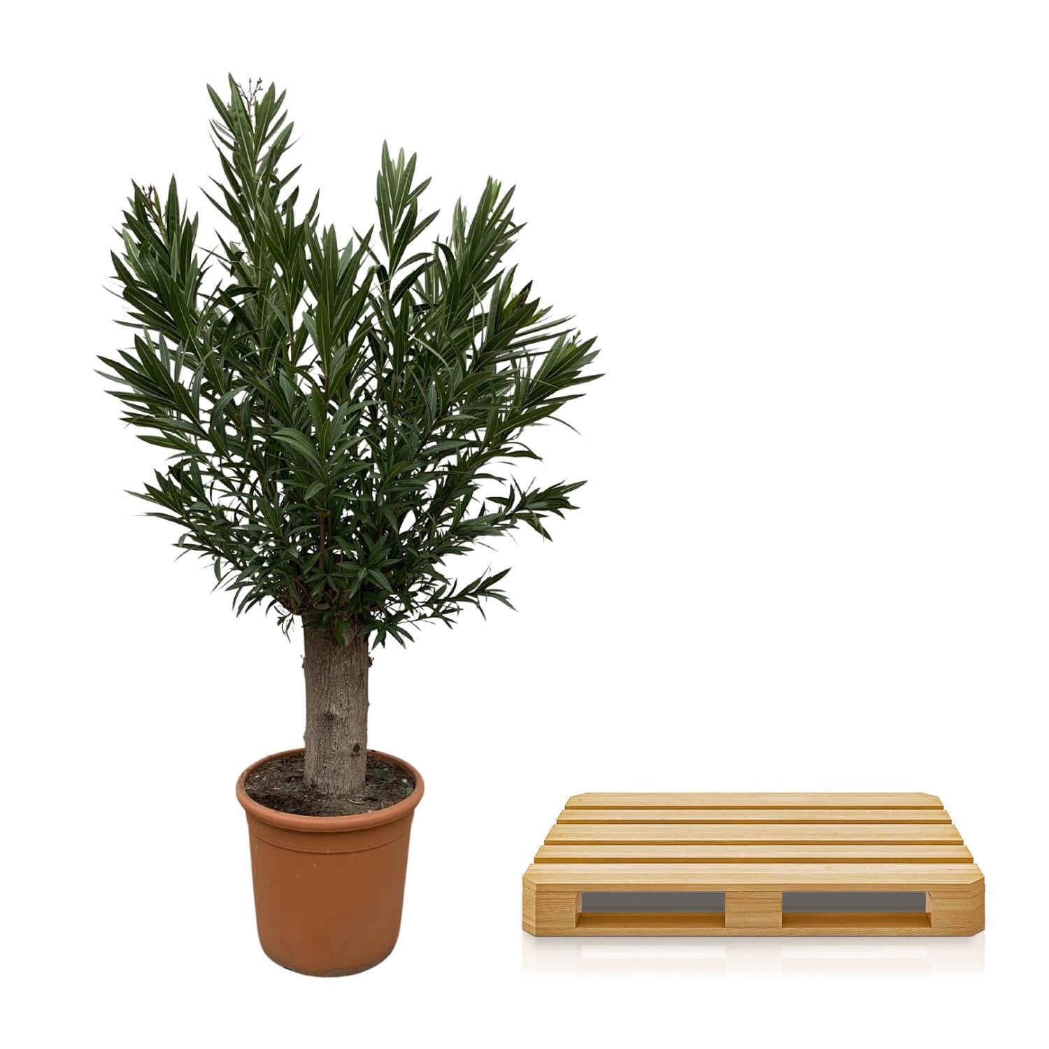 Nerium oleander op stam (oleander) 190 cm hoog, pot ø45 cm