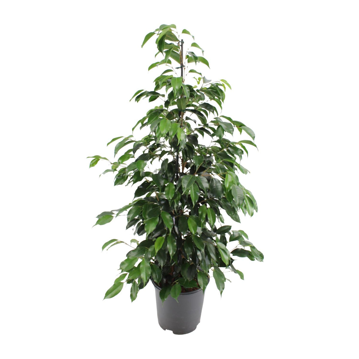 Treurvijg (Ficus benjamina 'Danielle')