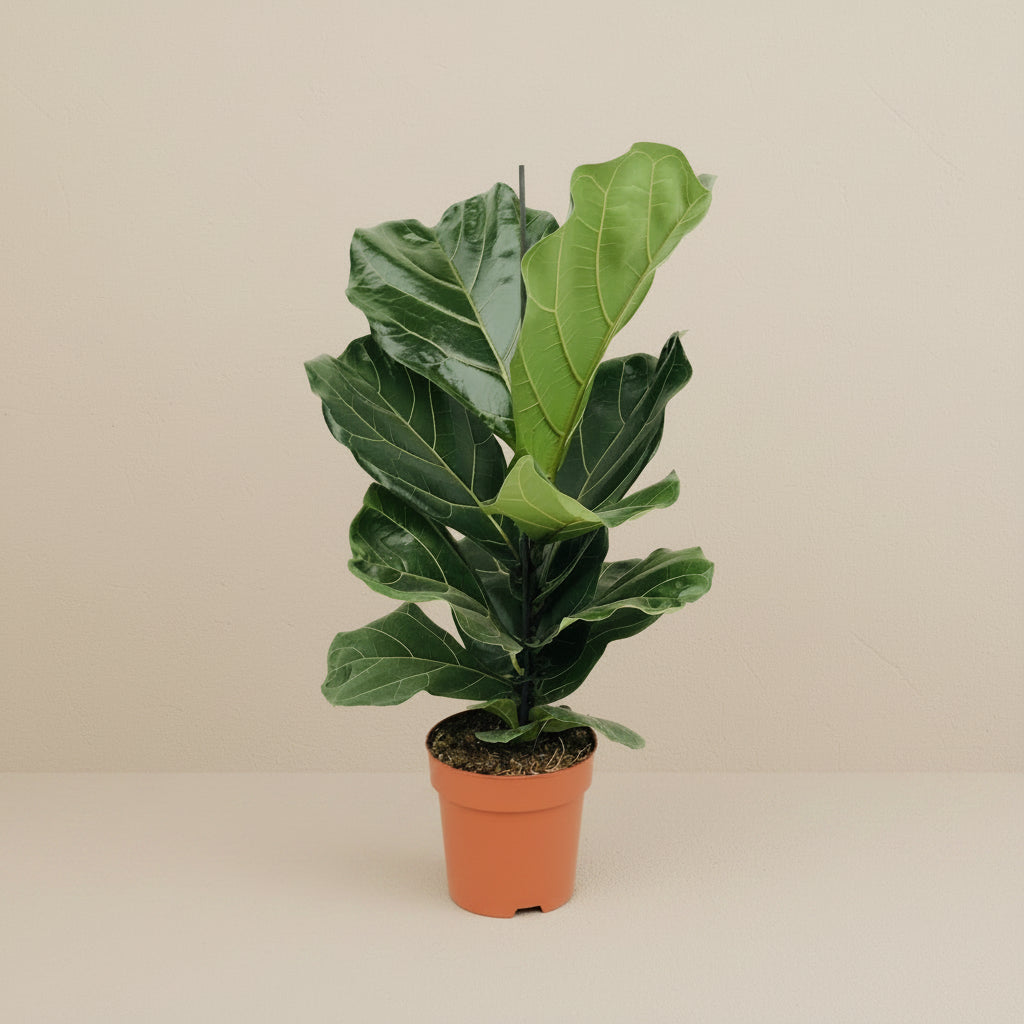 Ficus lyrata (vioolblad ficus) 75 cm hoog, pot ø17 cm
