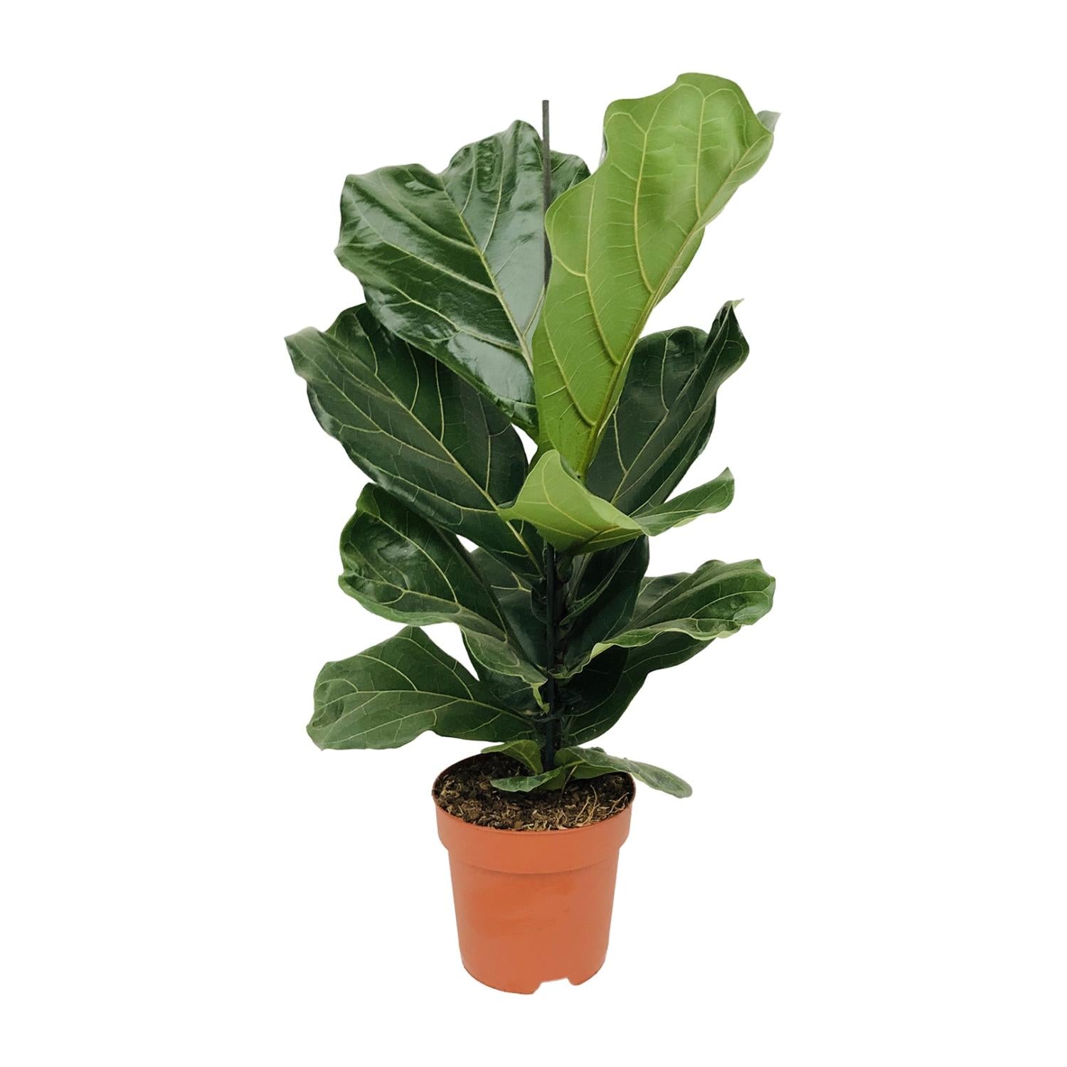 Ficus lyrata (vioolblad ficus) 75 cm hoog, pot ø17 cm