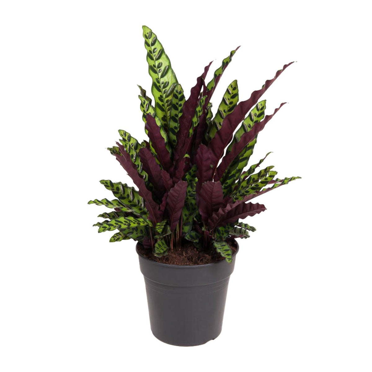 Calathea alta 70 cm, vaso ø27 cm
