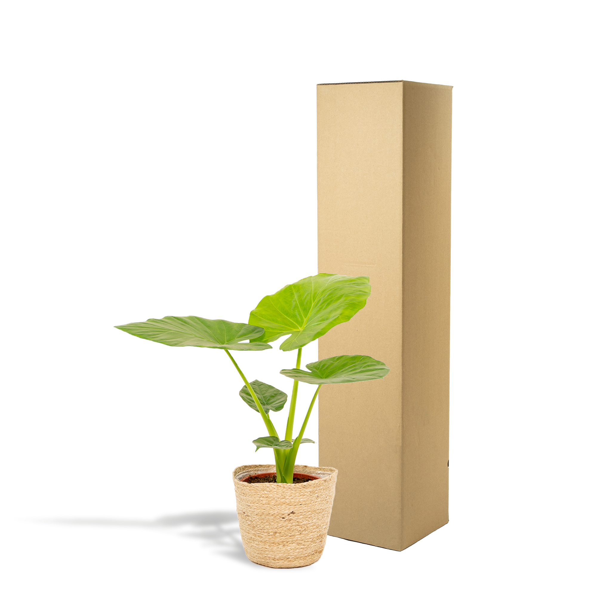 Alocasia Macrorrhiza (olifantsoor) 70 cm hoog met mand Selin