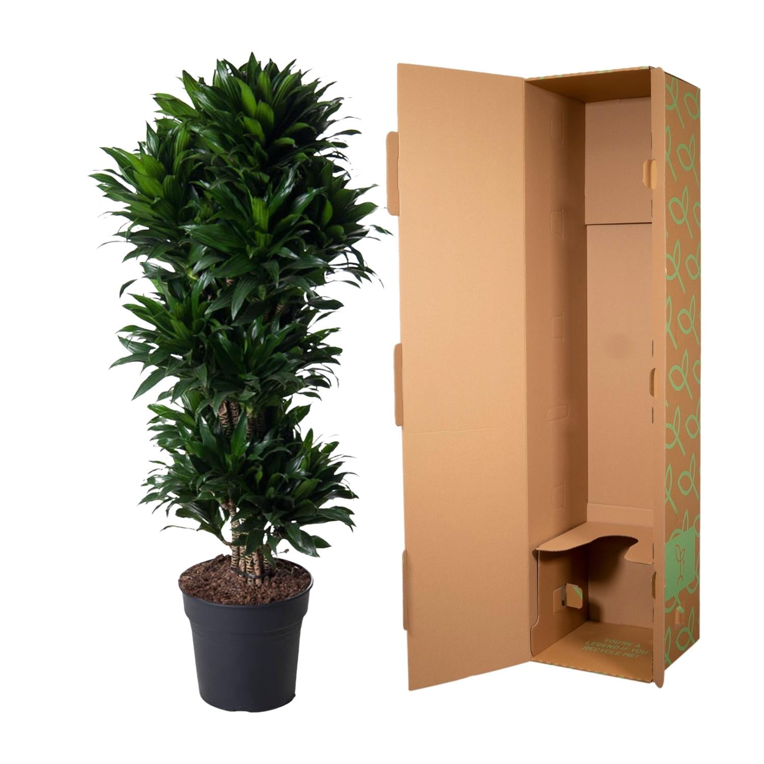 Dracaena Compacta vertakt (drakenbloedboom) 140 cm hoog, pot ø31 cm