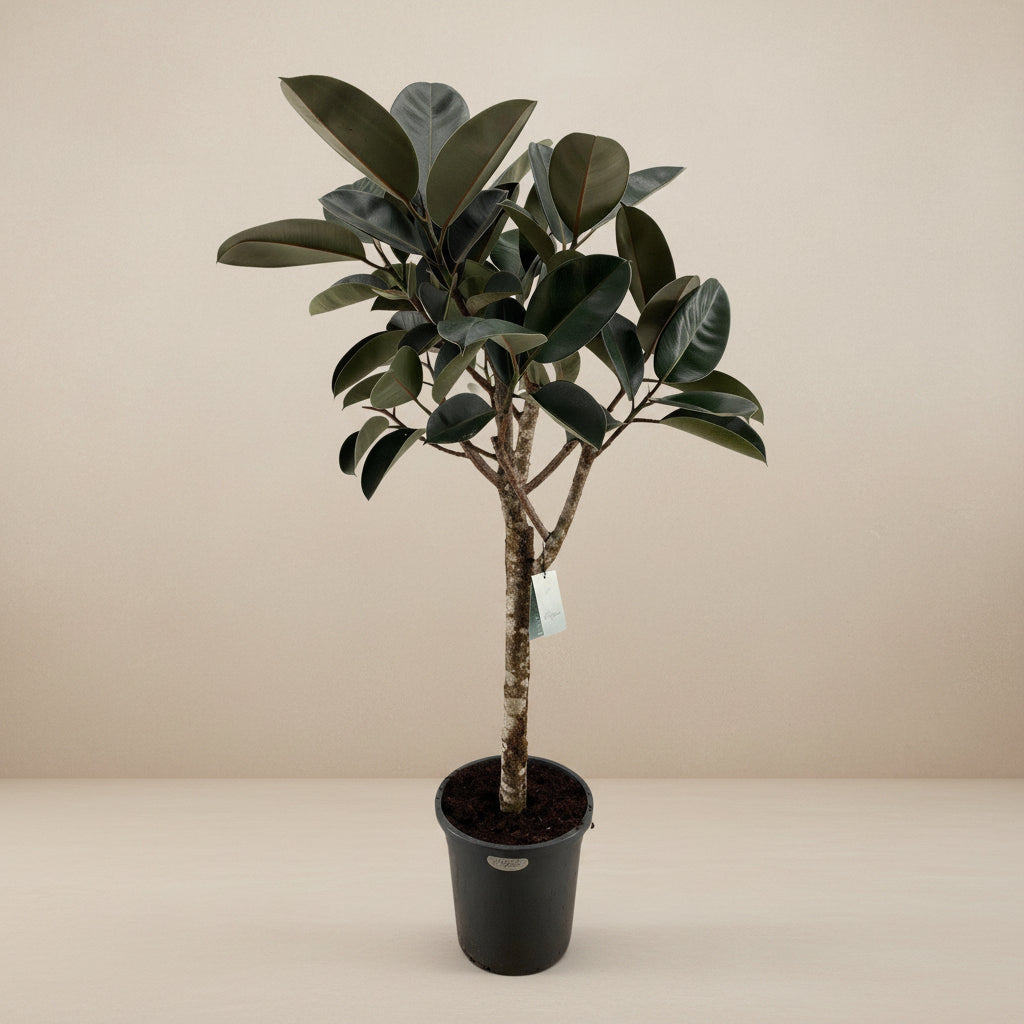 ficus elastica burgundy 200cm - ø40