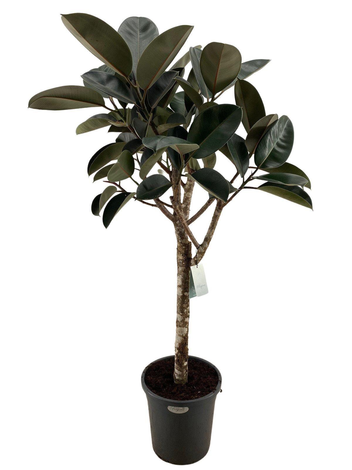 ficus elastica burgundy 200cm - ø40