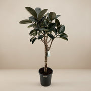 ficus elastica burgundy 200cm - ø40