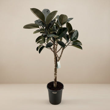 ficus elastica bordeaux 200cm - ø40