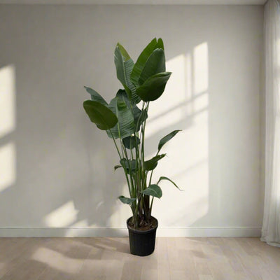 Strelitzia nicolai XXL (uccello del paradiso bianco) 250 cm di altezza, vaso ø50 cm