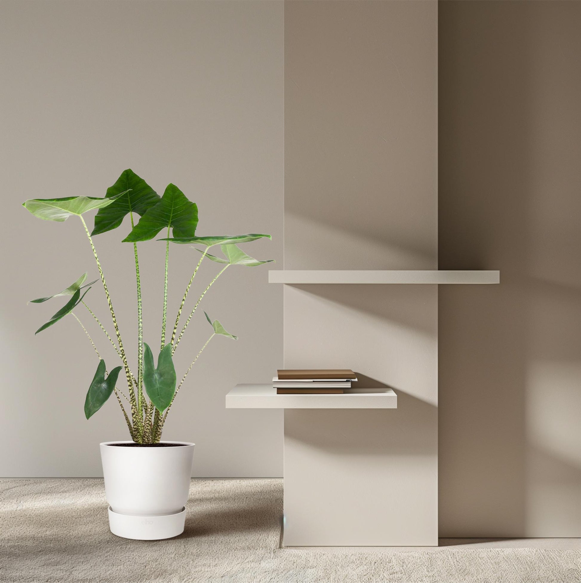 Alocasia Zebrina - 130 cm - ø32 - XXLplant