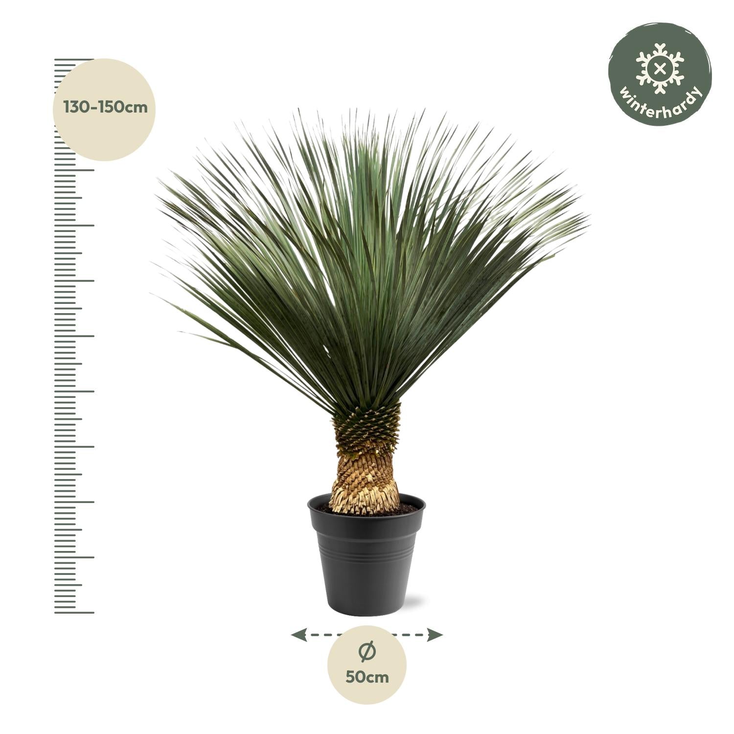 Yucca Rostrata 150cm - ø50