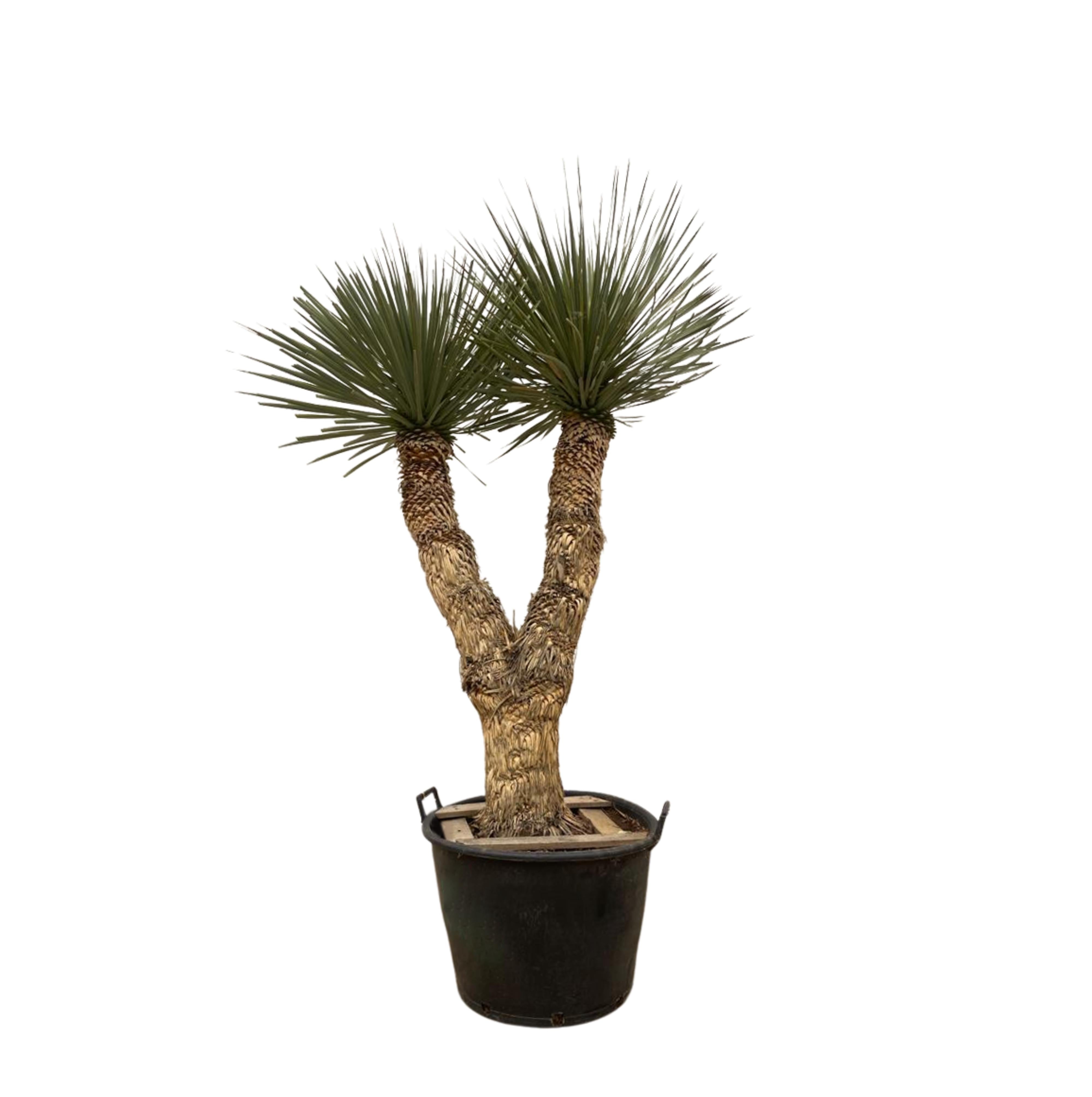 Yucca Rostrata - XXLplant