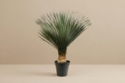 Yucca Rostrata