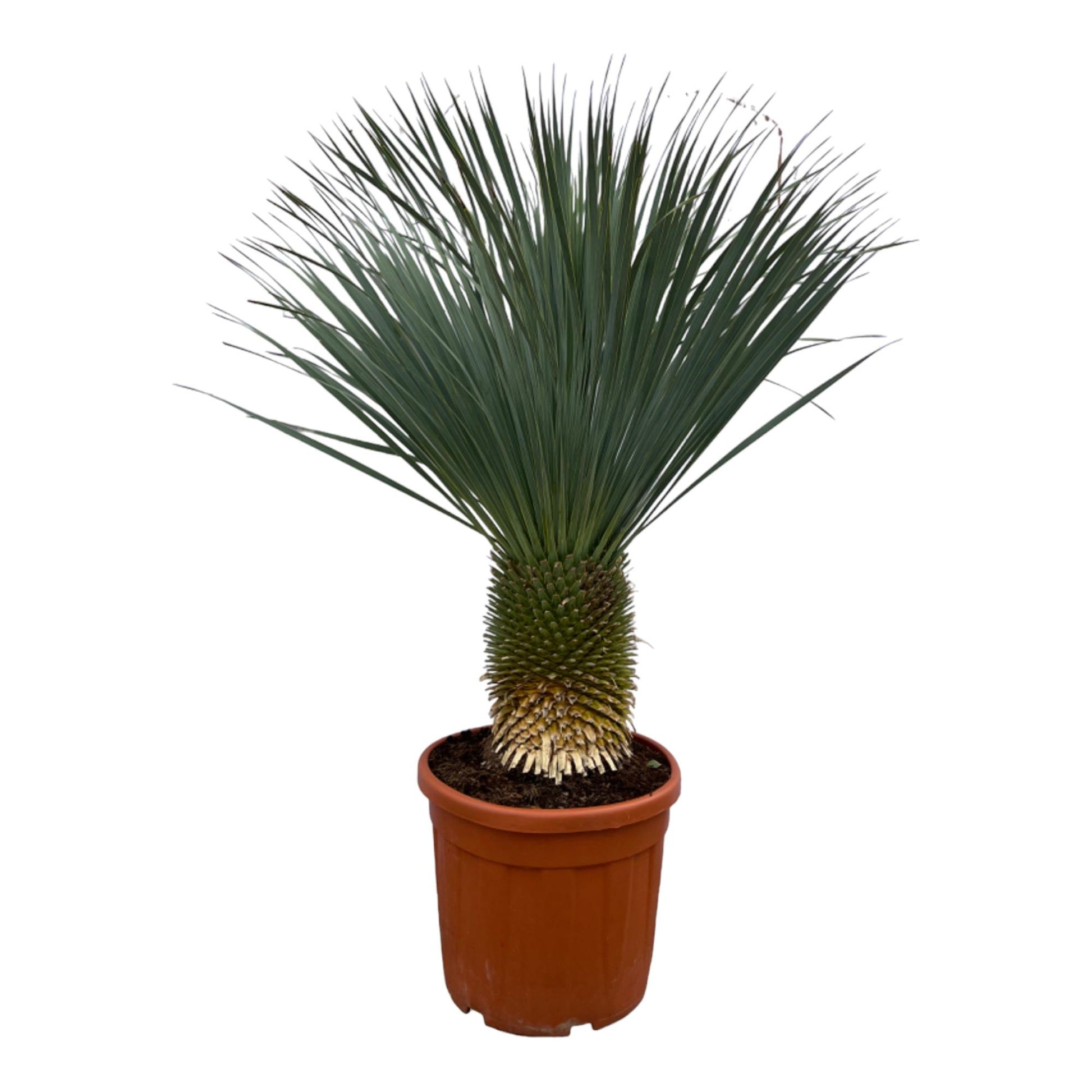 Yucca Rostrata - XXLplant