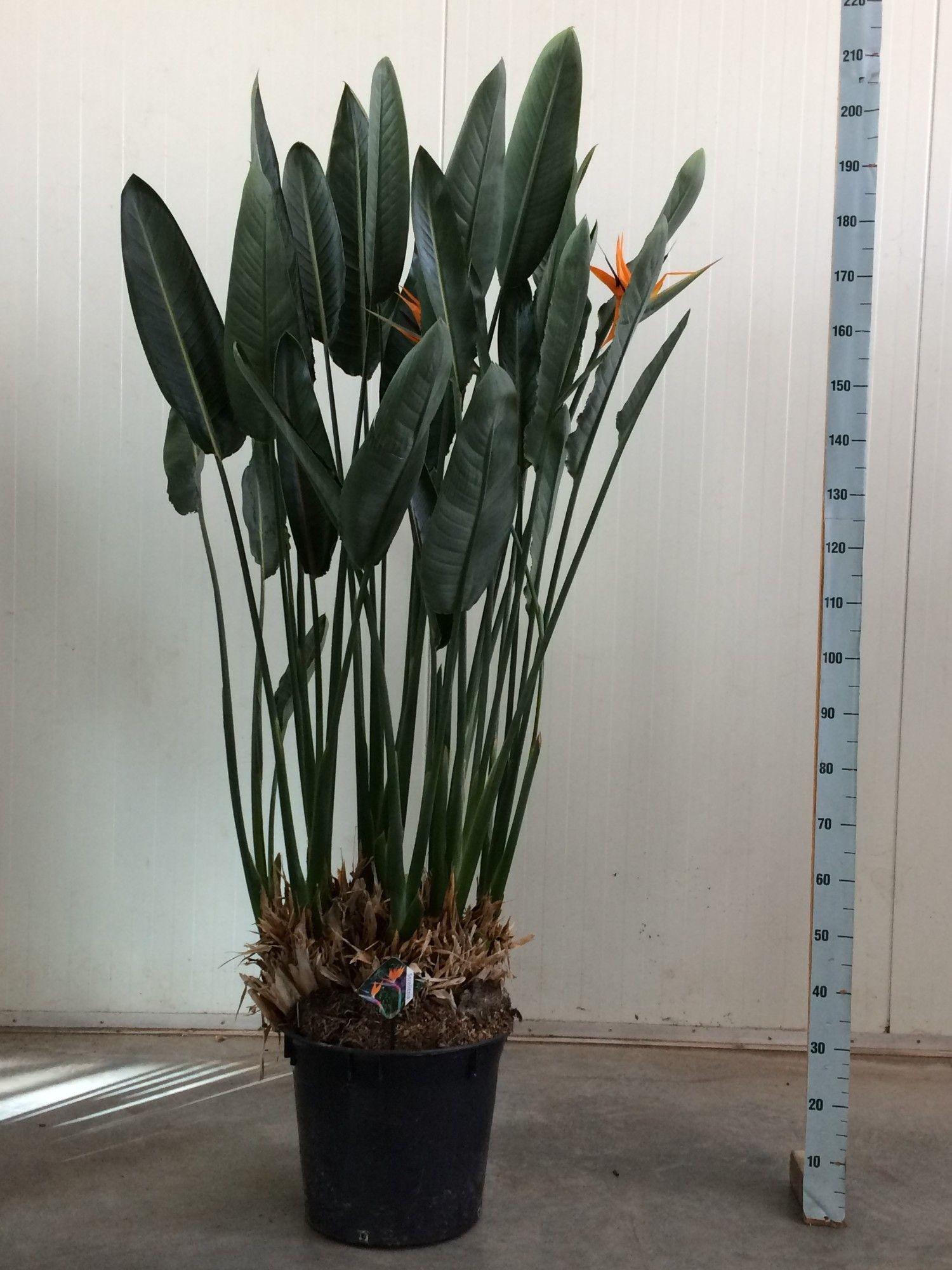 Strelitzia Reginae - 200cm - ø50