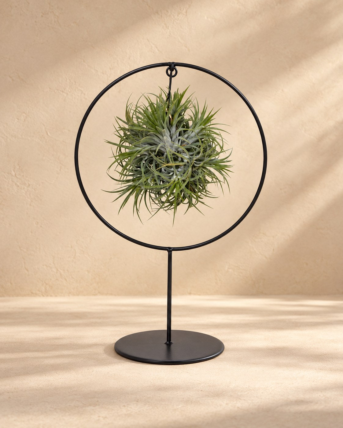 Rośliny powietrzne w metalowym pierścieniu, 30 cm wysokości, ø17 cm
