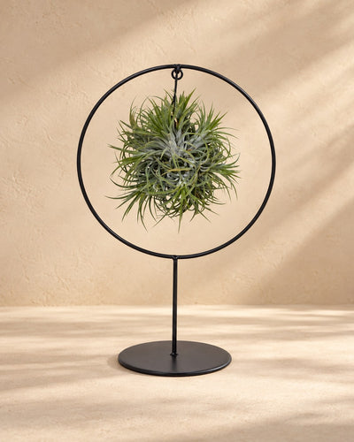 Rośliny powietrzne w metalowym pierścieniu, 30 cm wysokości, ø17 cm