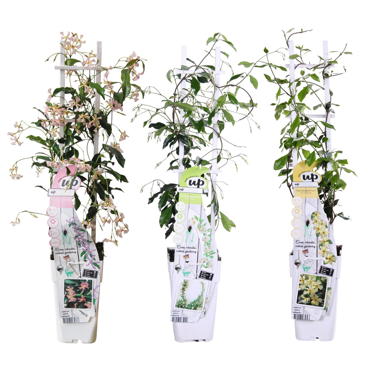 Star jasmine mix Trachelospermum , 65 cm tall, pot ø15 cm