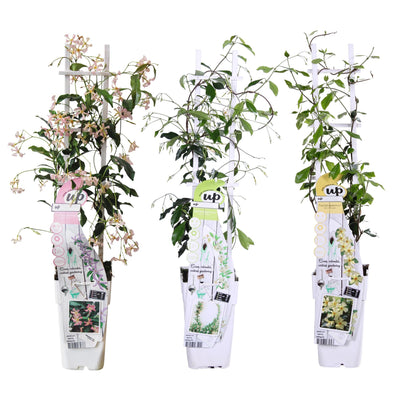 Rincospermo mix Trachelospermum , 65 cm di altezza, vaso ø15 cm