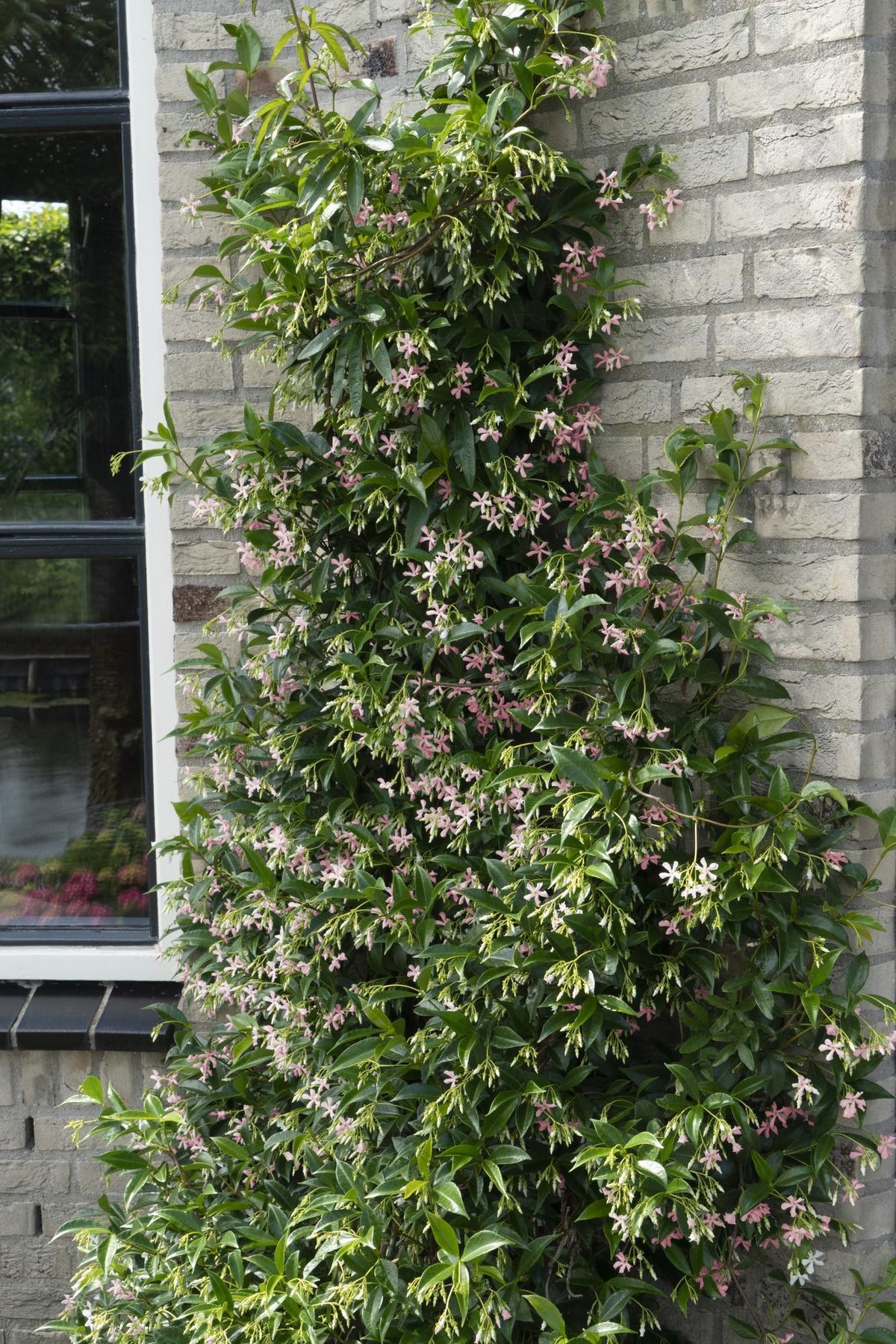 Rincospermo mix Trachelospermum , 65 cm di altezza, vaso ø15 cm
