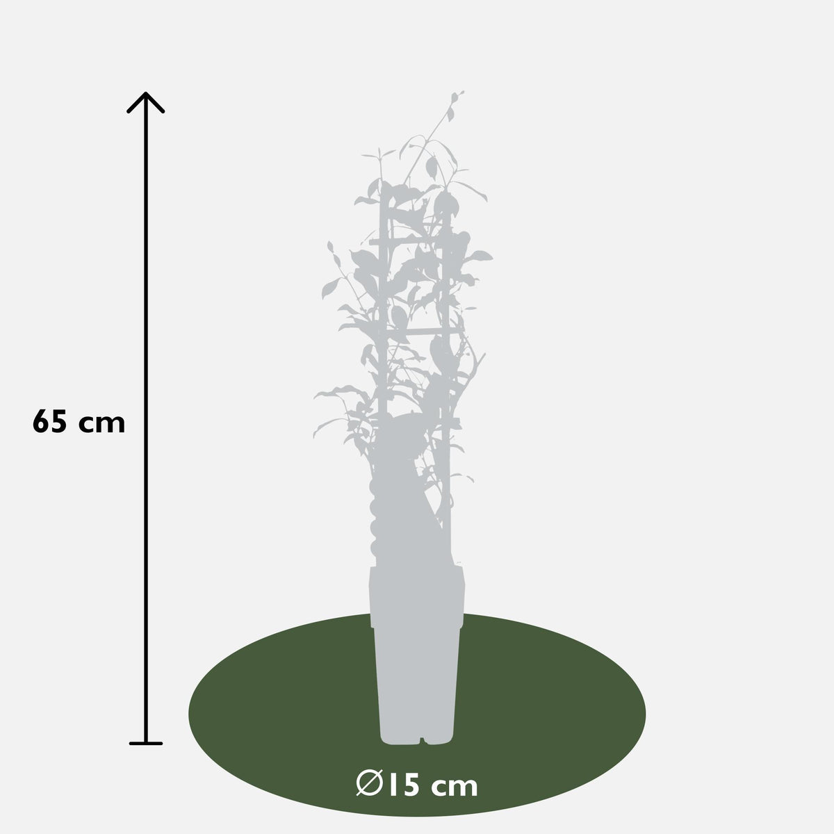 Rincospermo mix Trachelospermum , 65 cm di altezza, vaso ø15 cm