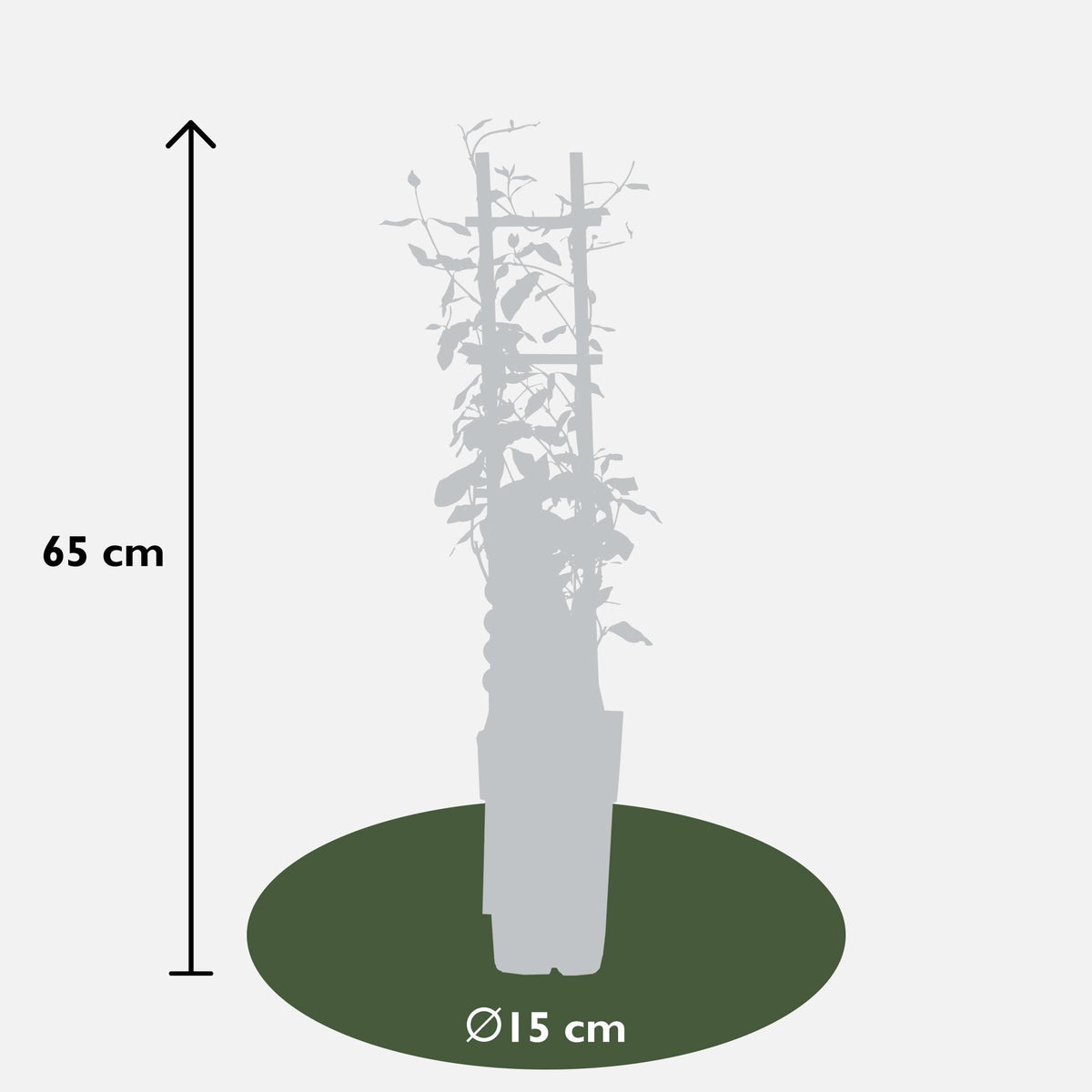 Rincospermo mix Trachelospermum , 65 cm di altezza, vaso ø15 cm