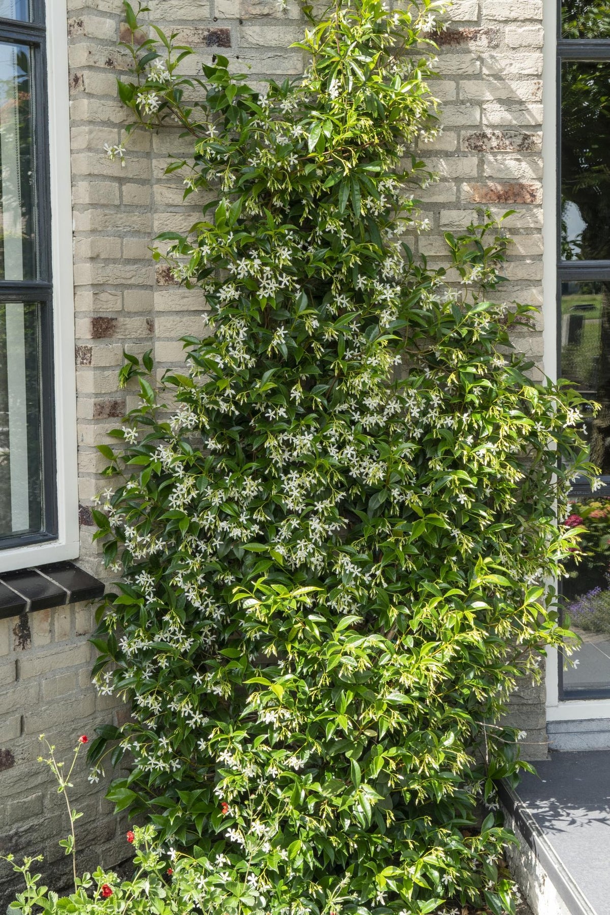 Rincospermo mix Trachelospermum , 65 cm di altezza, vaso ø15 cm