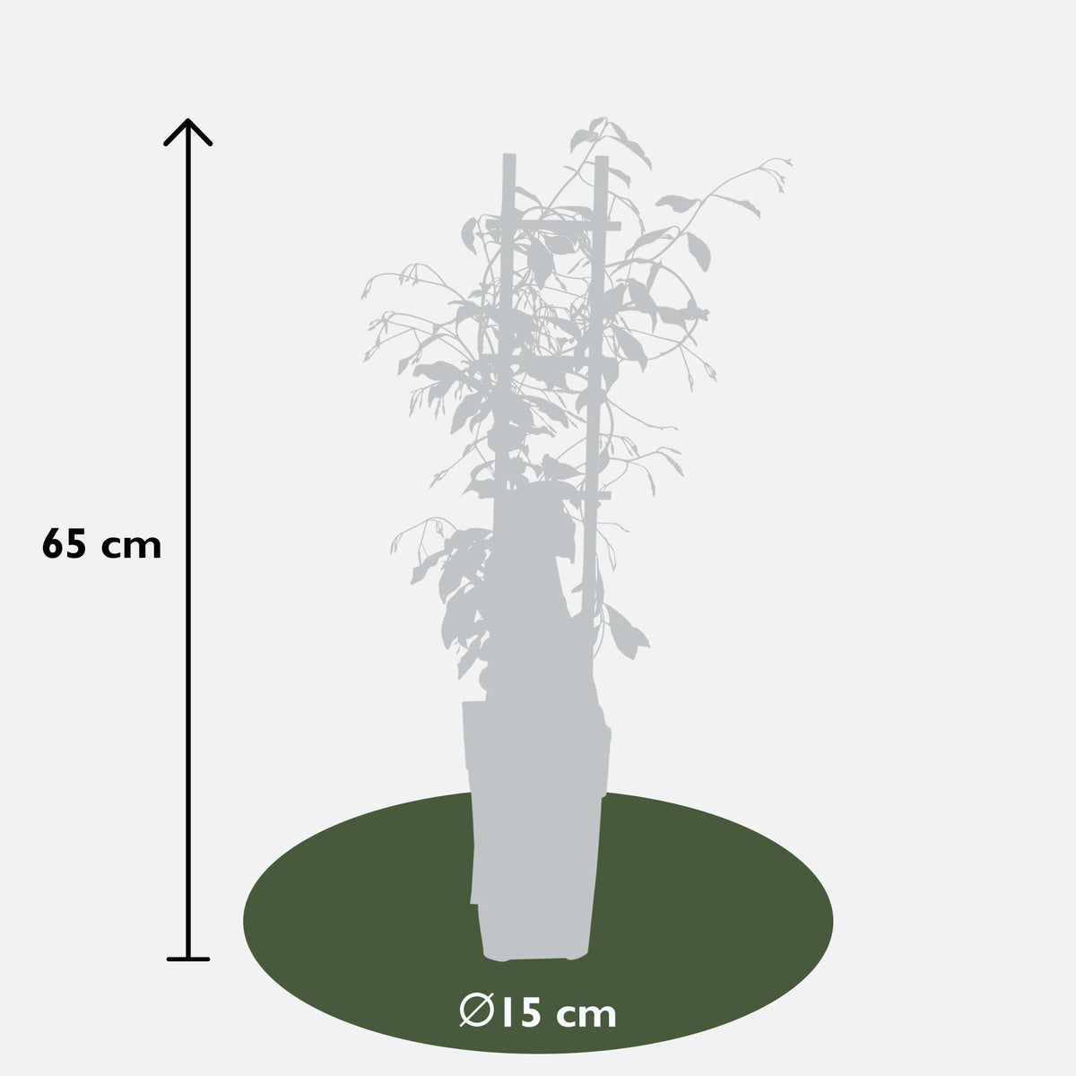 Rincospermo mix Trachelospermum , 65 cm di altezza, vaso ø15 cm