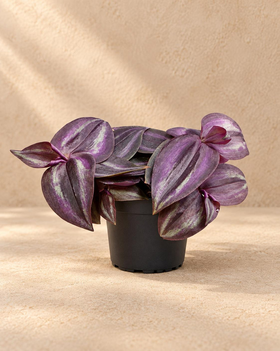 Trzykrotka (Tradescantia 'Purple Joy') 5 cm wysokości, doniczka ø6 cm