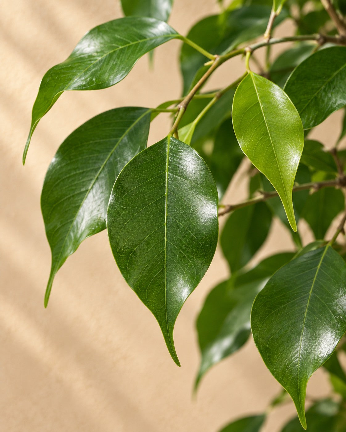 Närbild på bladen hos Benjaminfikus (Ficus benjamina)
