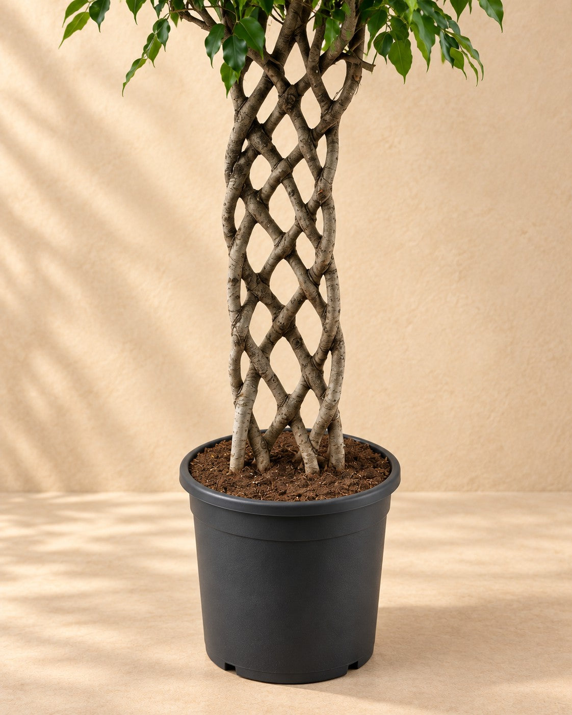 Nederste del af Benjamin-fikus (Ficus benjamina) med dyrkningspotten