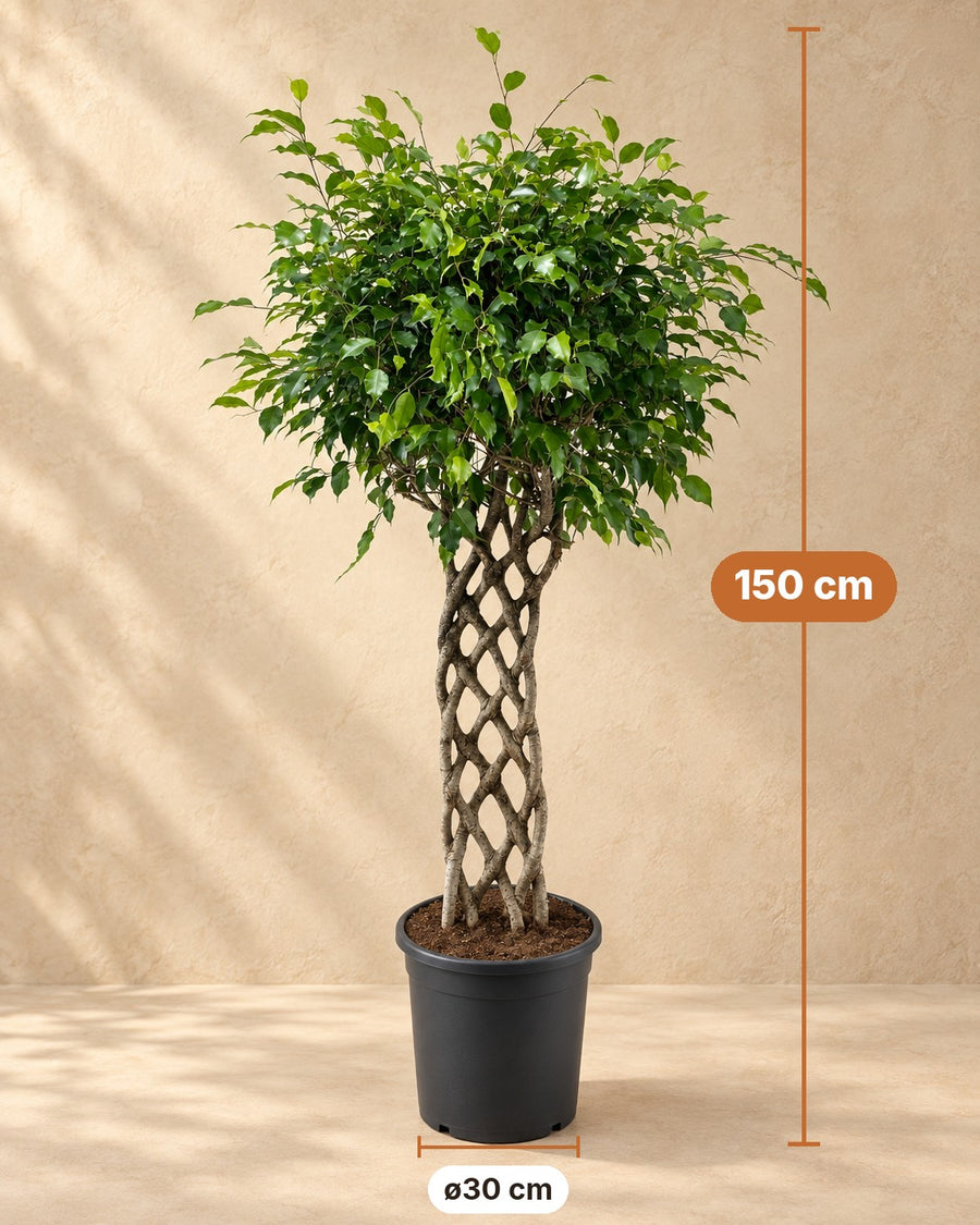 Benjamin-fikus (Ficus benjamina) flettet stamme, 150 cm høj, potte ø30 cm