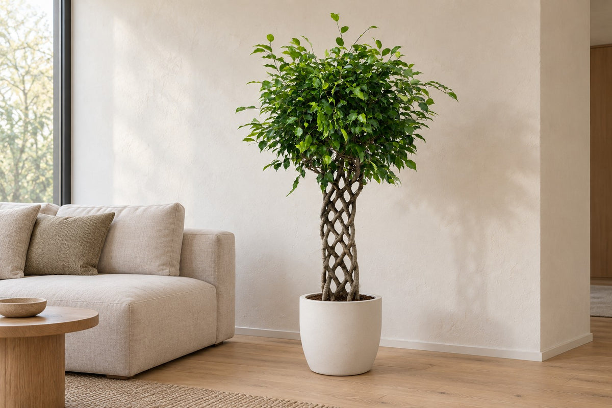 Benjamin-fikus, 150 cm, i a white ceramic planter i en lys stue