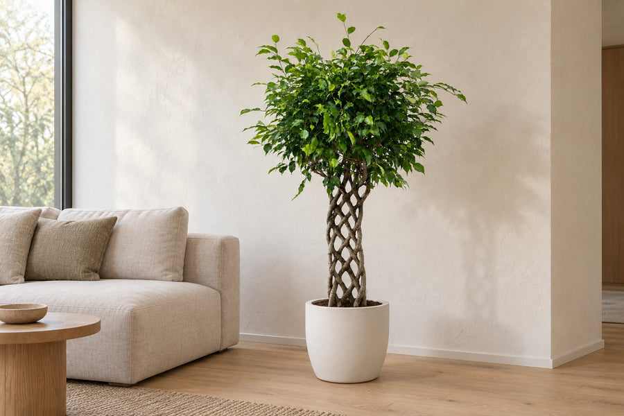 Benjamin-fikus (Ficus benjamina) flettet stamme, 150 cm høj, potte ø30 cm