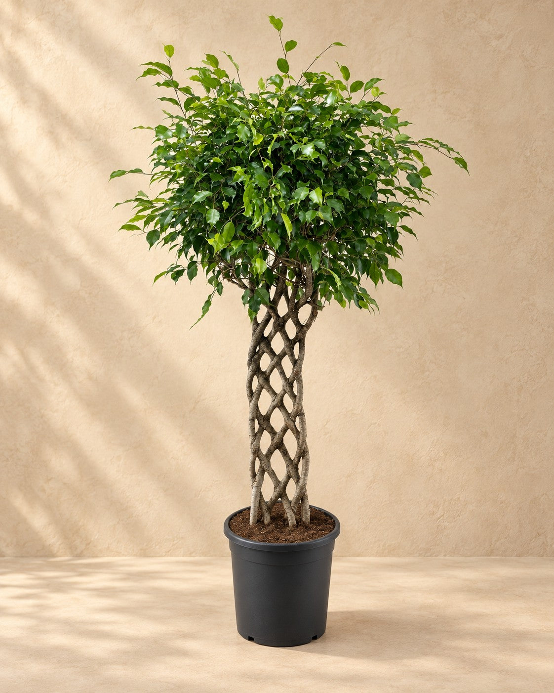 Benjaminfikus (Ficus benjamina), 150 cm hög i en 30 cm odlingskruka