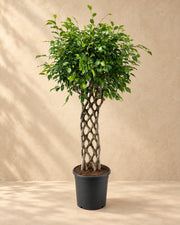 Benjamin-fikus (Ficus benjamina), 150 cm høj i en 30 cm dyrkningspotte