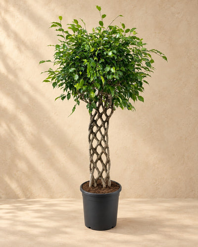 Benjamin-fikus (Ficus benjamina), 150 cm høj i en 30 cm dyrkningspotte