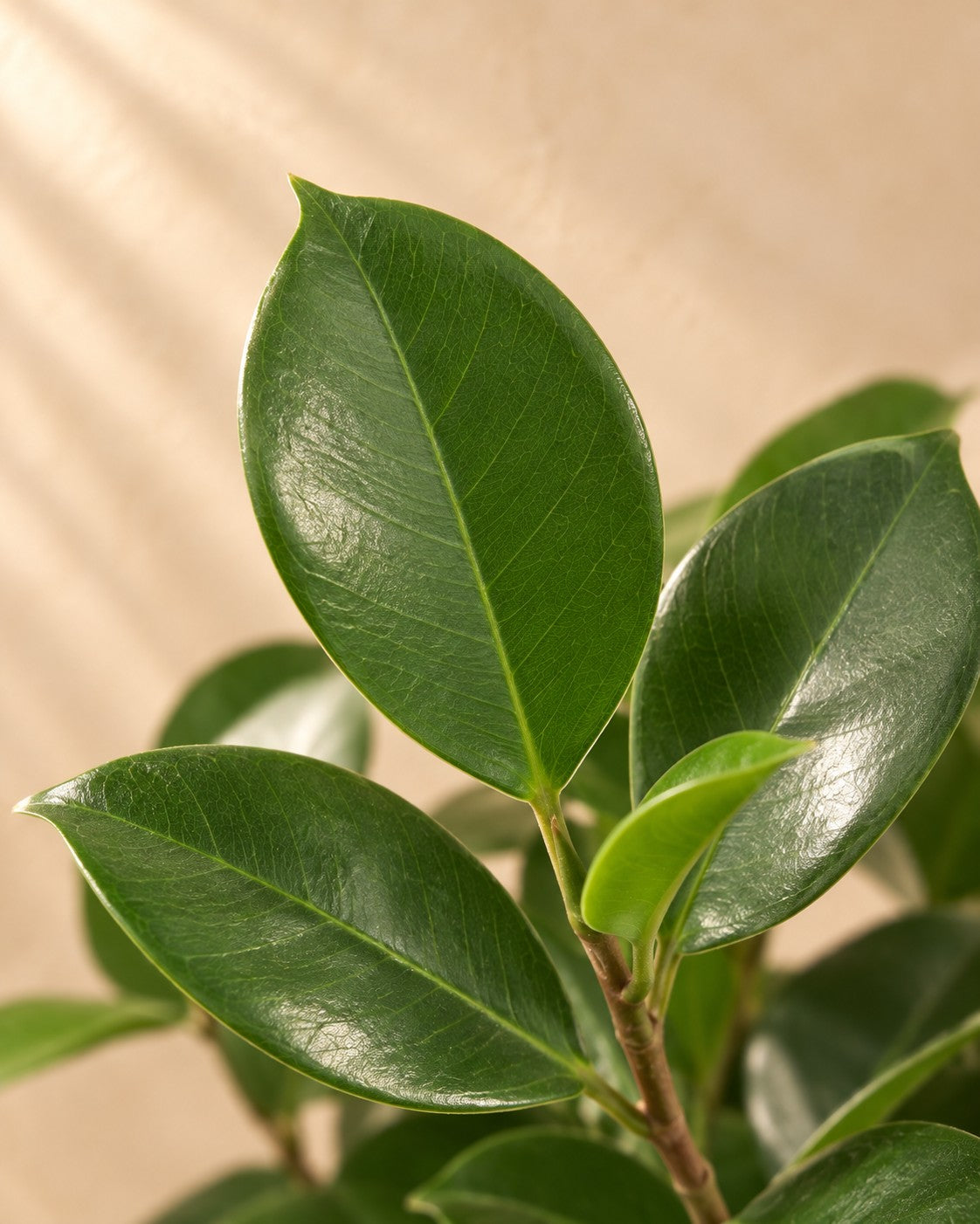Närbild på bladen hos Benjaminfikus Moclame (Ficus microcarpa 'Moclame')