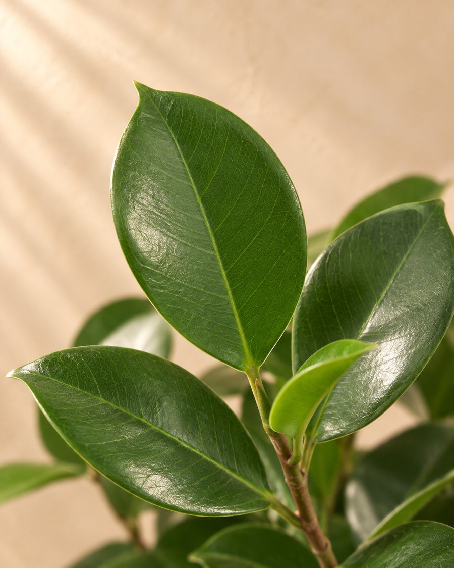 Treurvijg Moclame (Ficus microcarpa) 100 cm hoog, pot ø23 cm