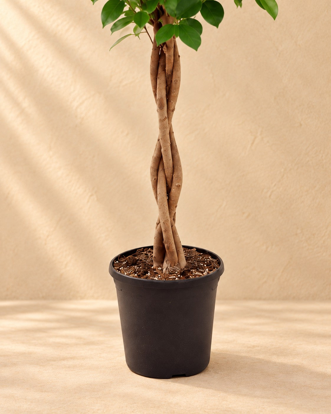 Onderste deel van de Treurvijg Moclame (Ficus microcarpa 'Moclame') met de kweekpot