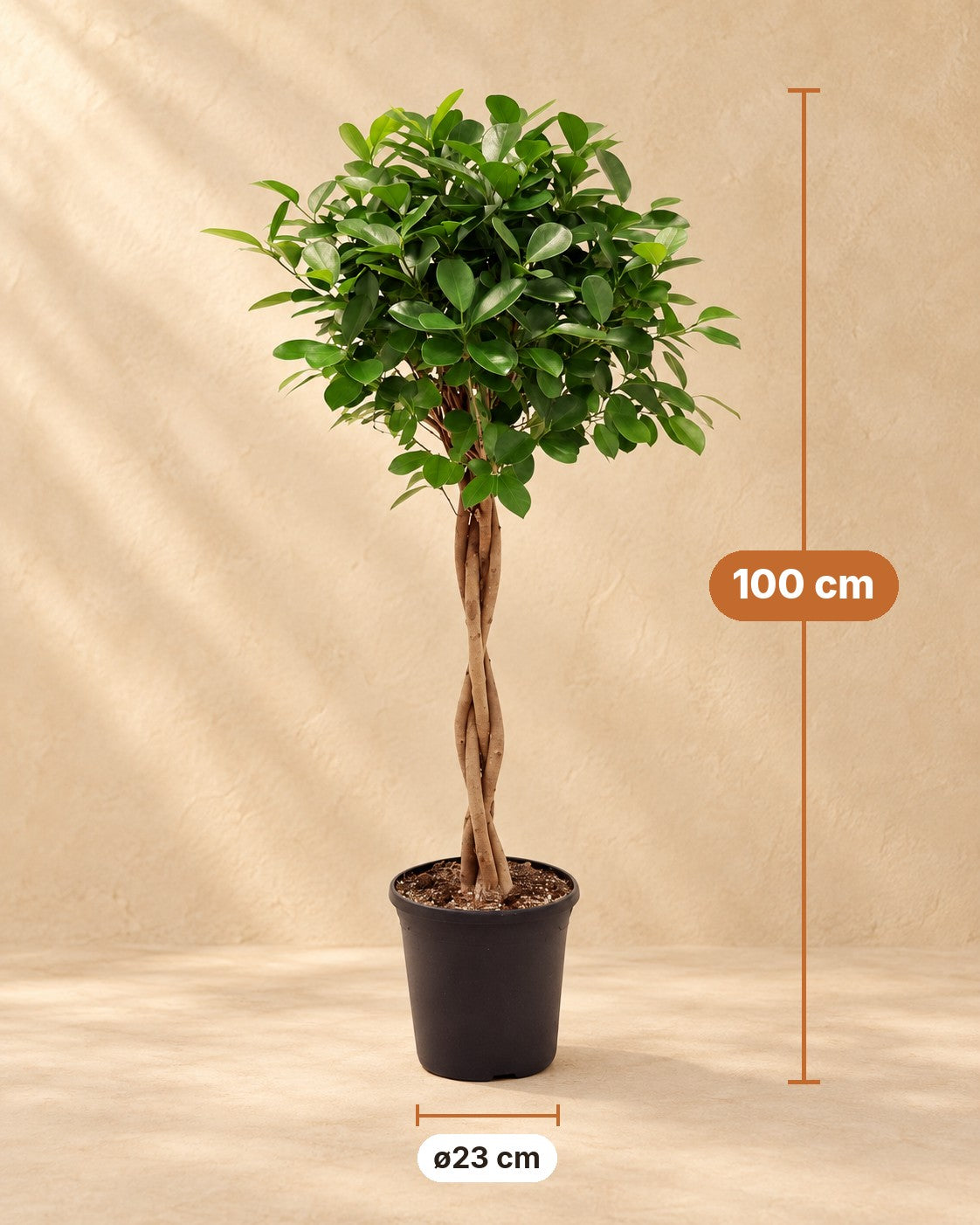 Afmetingen Treurvijg Moclame: 100 cm hoog, pot ø23 cm