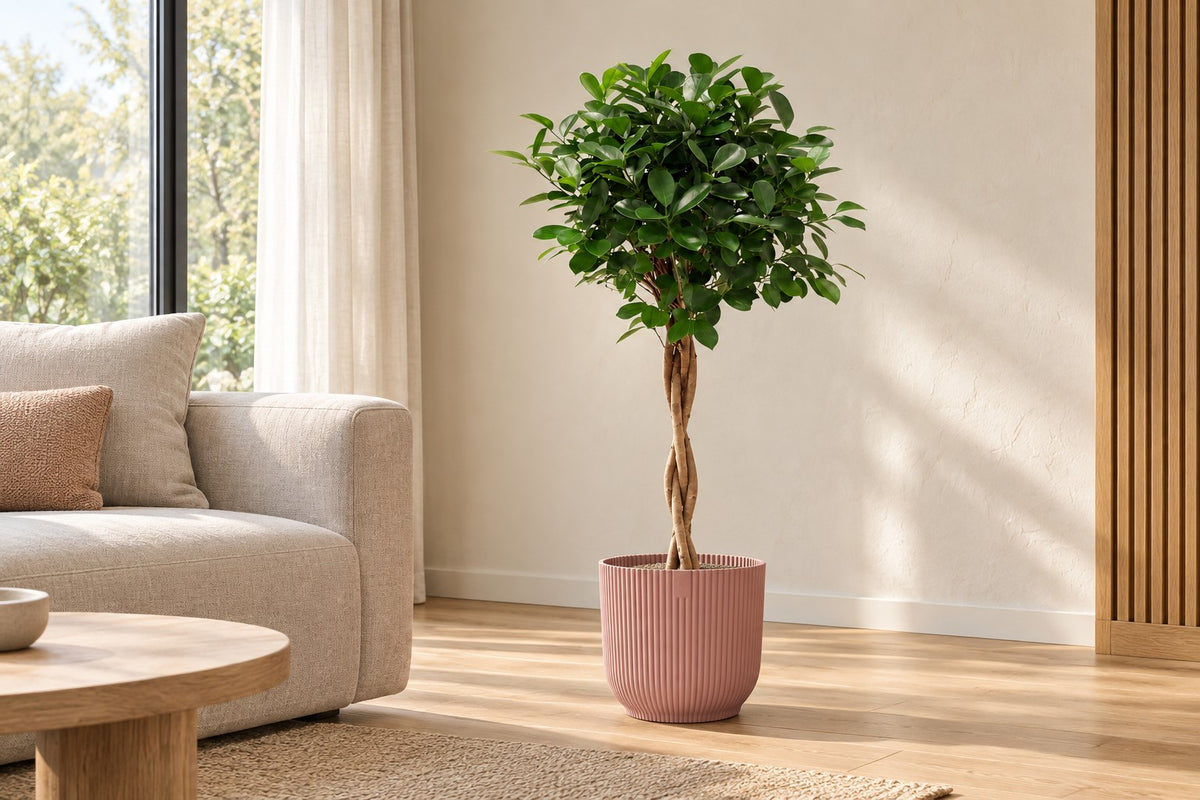 Treurvijg Moclame van 100 cm in sierpot elho Vibes Fold Round roze in een lichte woonkamer