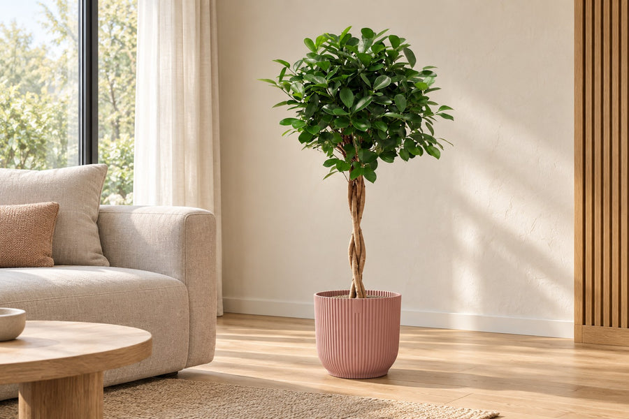 Treurvijg Moclame (Ficus microcarpa) 100 cm hoog, pot ø23 cm