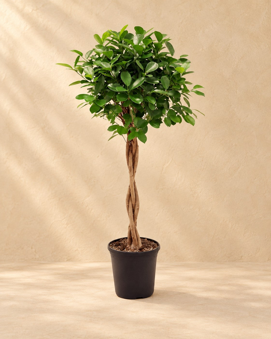 Benjaminfikus Moclame (Ficus microcarpa 'Moclame'), 100 cm hög i en 23 cm odlingskruka