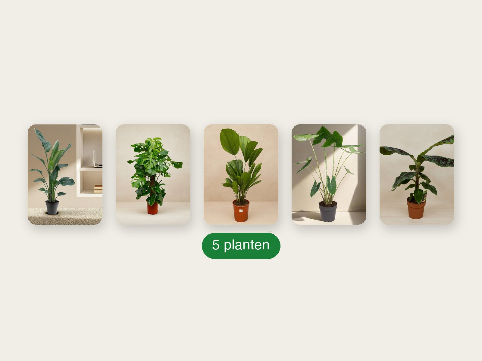Tropische Jungle pakket - inhoud