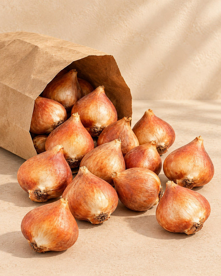 Tulpanlökar Ballade mix (Tulipa)