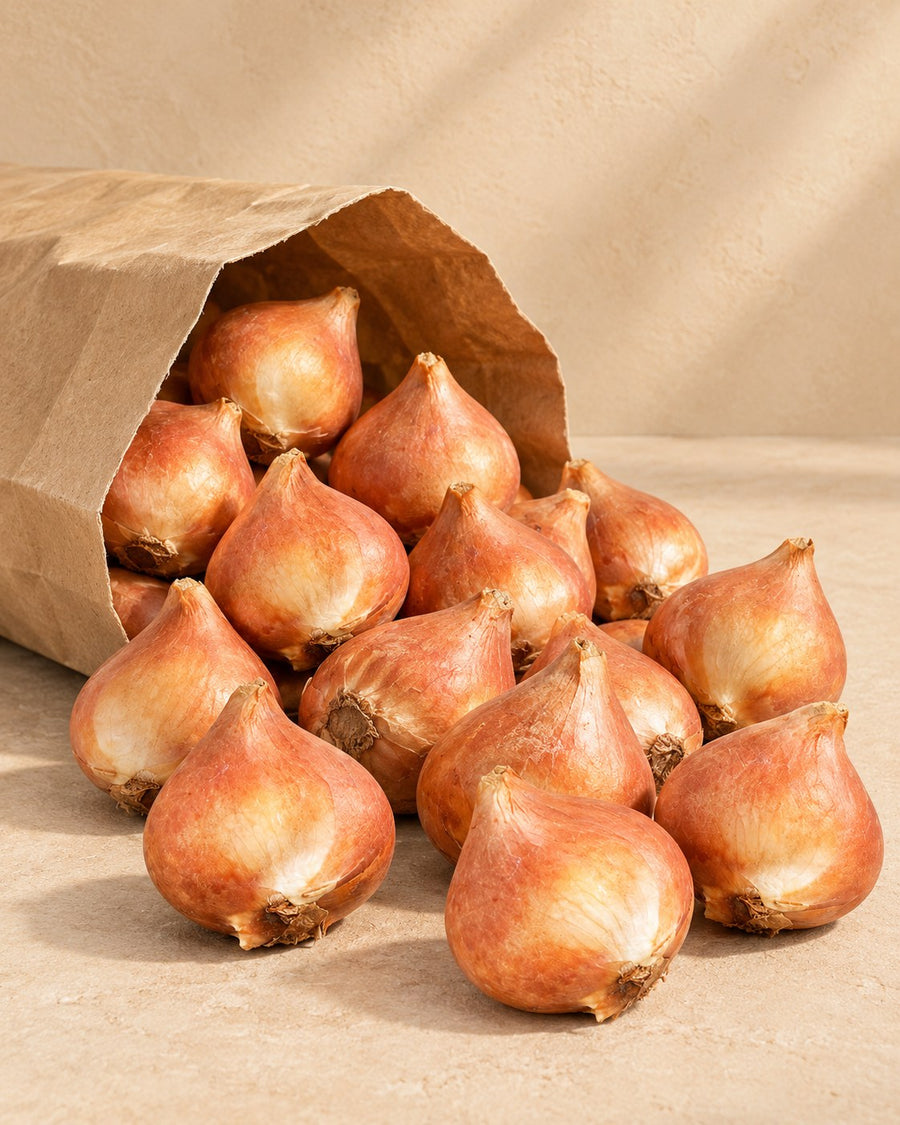 Tulpenbollen Blueberry mix (Tulipa)