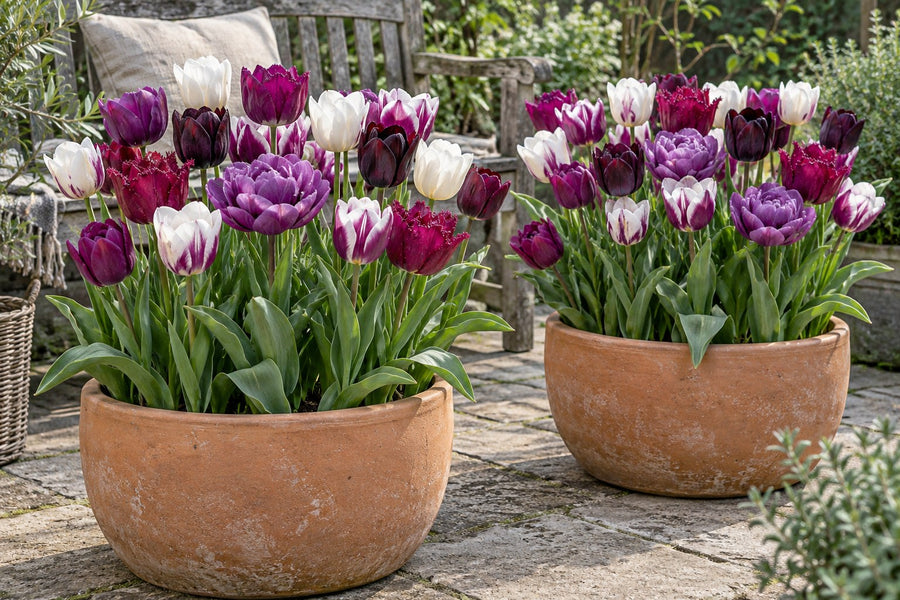 Tulpenbollen Blueberry mix (Tulipa)