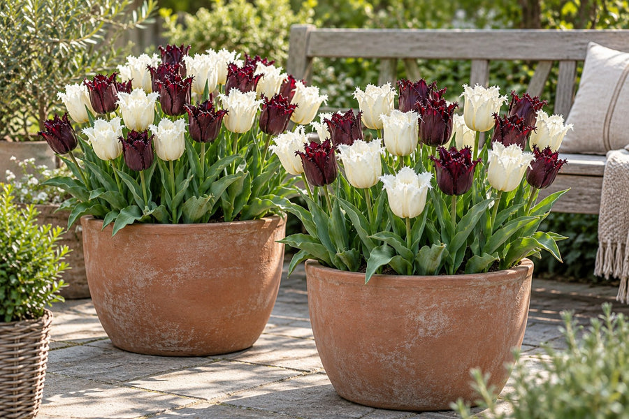 Tulpenbollen Breakdance mix (Tulipa)